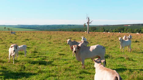 nelore cattle graze peacefully on a sunny day in a vast green pasture with clear blue skies.