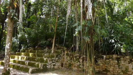 denso bosque lluvioso que crece sobre las ruinas mayas en el sitio maya de kohunlich - quintana roo, méxico