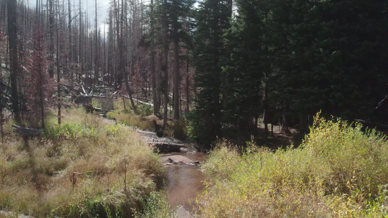 antena sobre un fresco arroyo de montaña que muestra bosques quemados y vivos y exuberantes pastos verdes