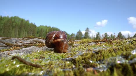 snail slowly creeping macro close-up