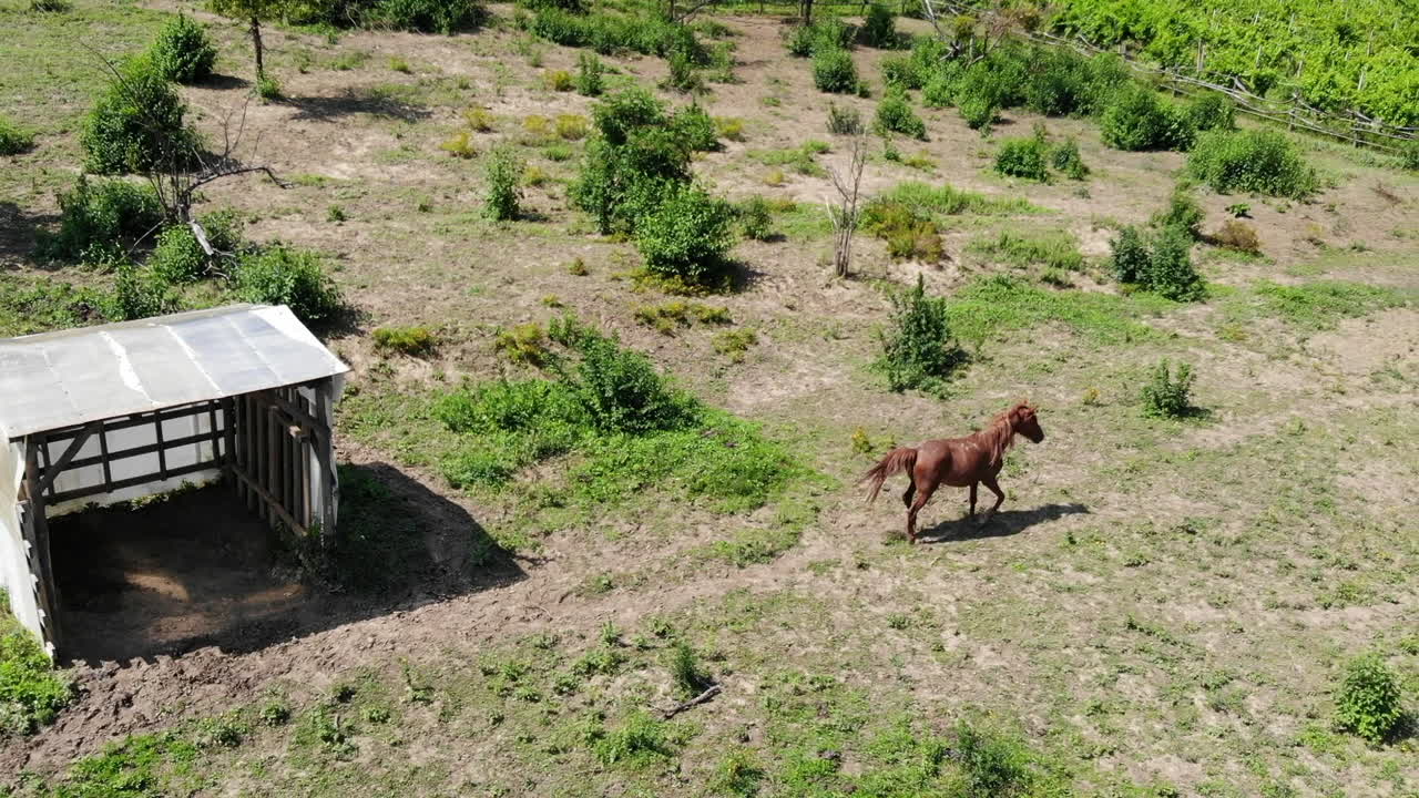 toma aérea de un caballo corriendo por un campo verde