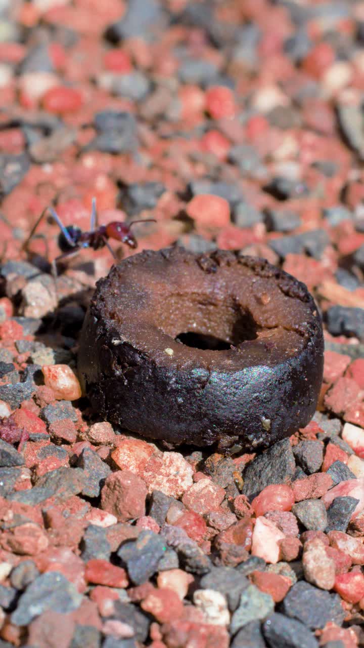 Um grupo de formigas grandes explora e se alimenta de um fragmento de azeitona escura entre cascalho vermelho e pedras, sob a luz solar natural brilhante, capturado em um close-up estável.