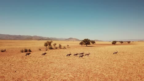 namibia desierto de kalahari en áfrica