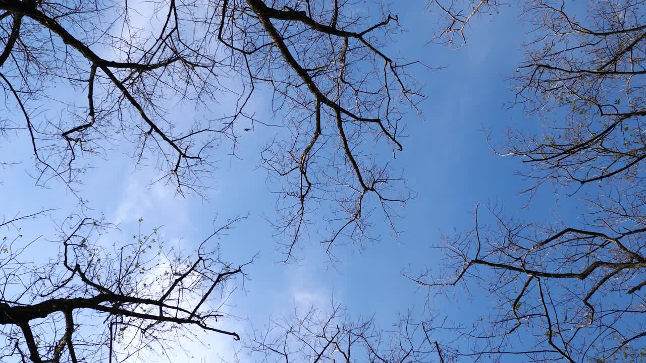 푸른 하늘을 배경으로 은 가을 날에 벌거벗은 나무의 낮은 각도 뷰, 회전, 4k b 롤 loopable 영상, 가을 개념.