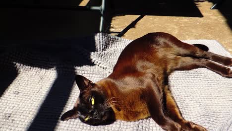 Burmese Cat Kitten Sleeps on the Balcony in the Sunlight.- Steady Shot