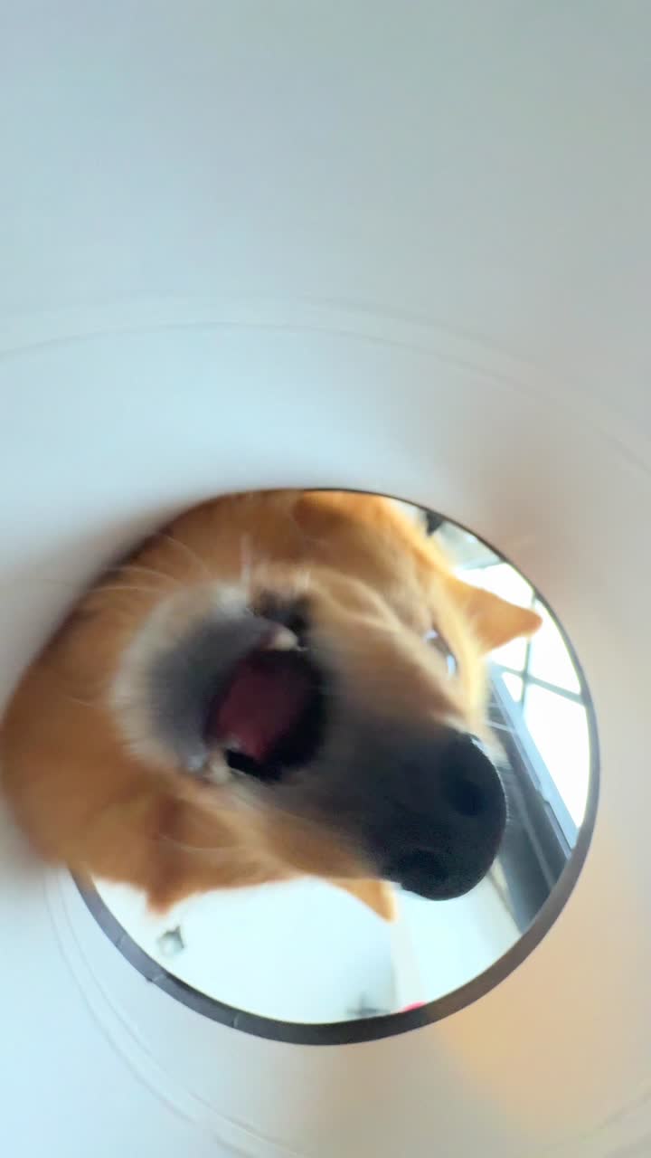 카드보드 튜브 를 통해 보는 개