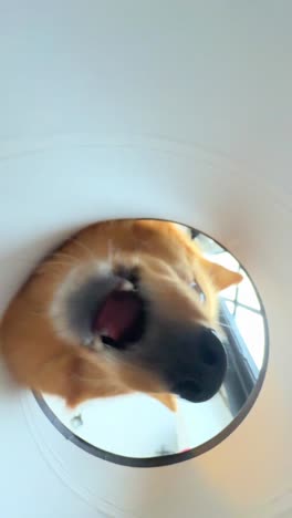 perro mirando a través de un tubo de cartón