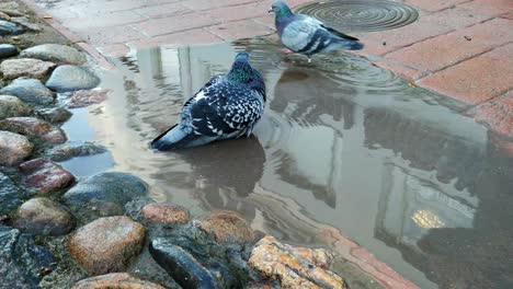 Close-up-of-pigeons-in-puddle-at-outdoor-public-cobblestone-sidewalk