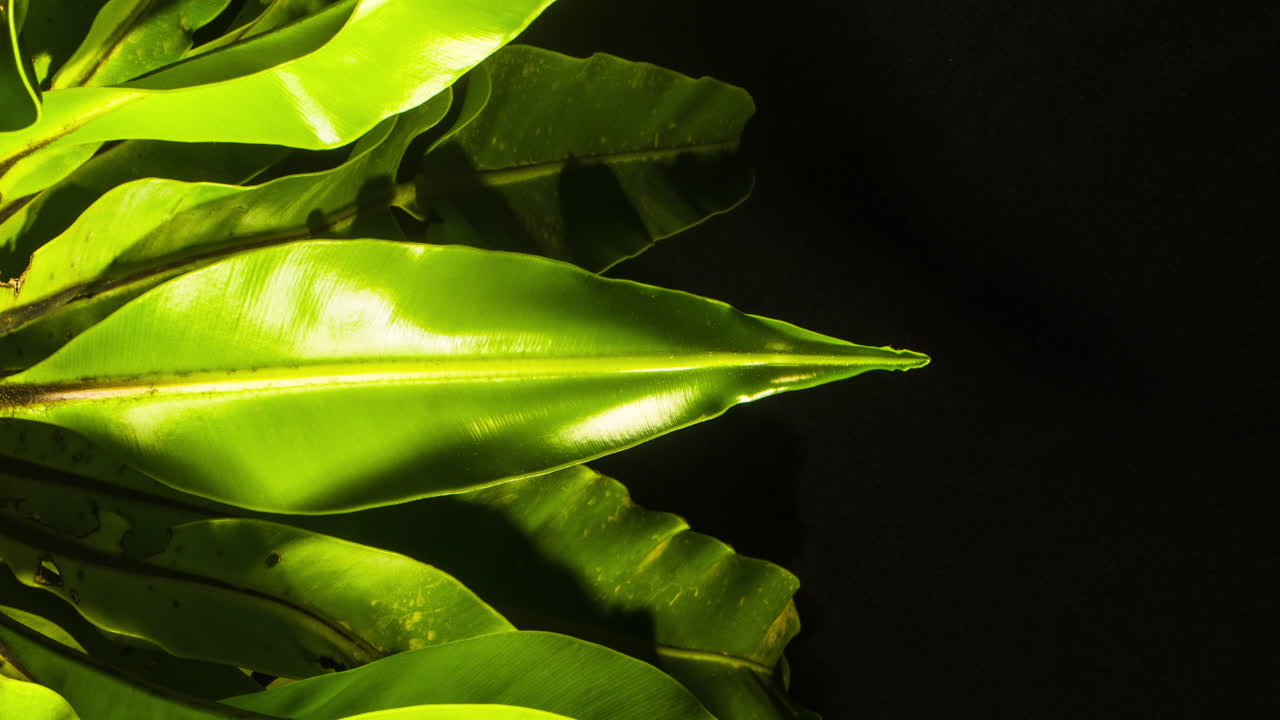 asplenium nidus, los pájaros anidan helechos, balanceándose hacia atrás y hacia adelante mientras crecen