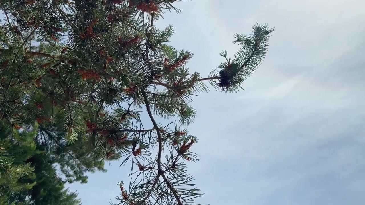 Pine Tree Branches Swaying Gently Against a Cloudy Sky