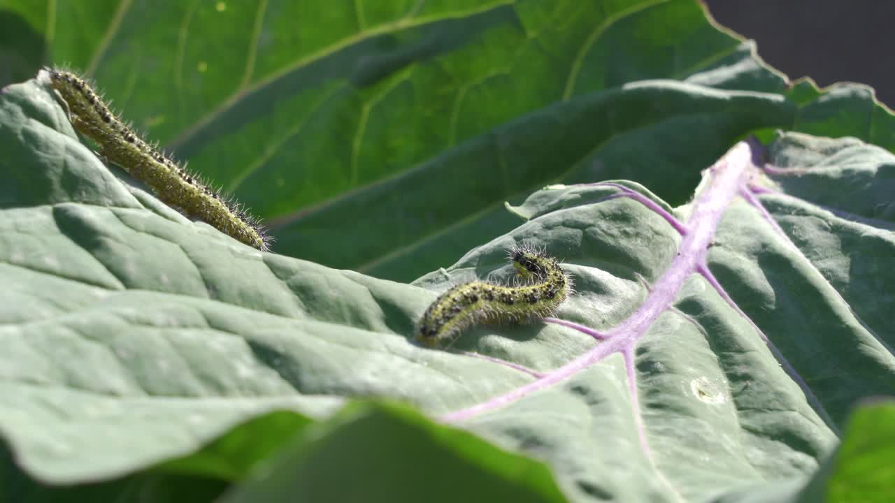 고추 잎에 있는 애벌레