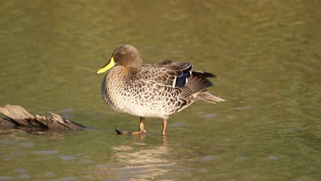 yellow billed duck preens feathers standing on log, then gets in water