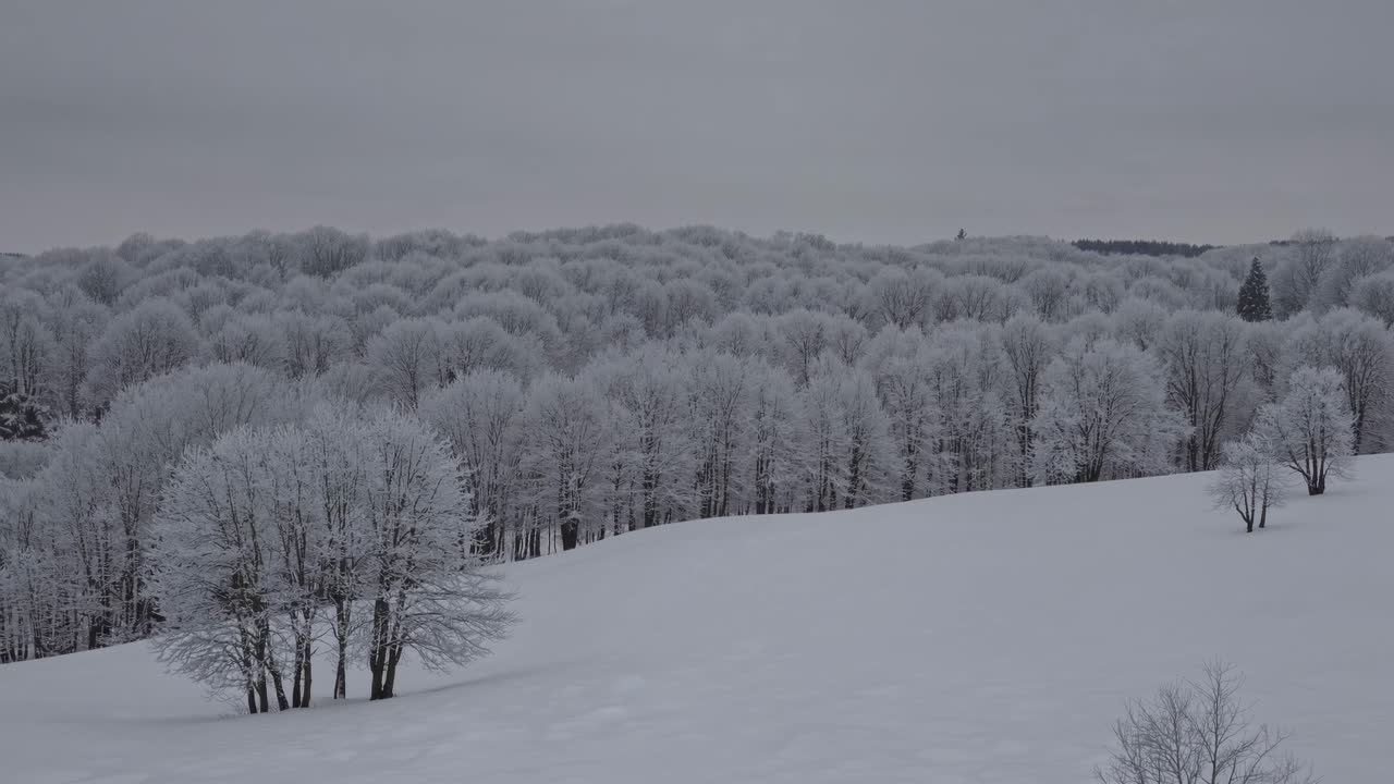 Aerial video view of a snow-covered forest landscape, capturing frosty trees and rolling hills