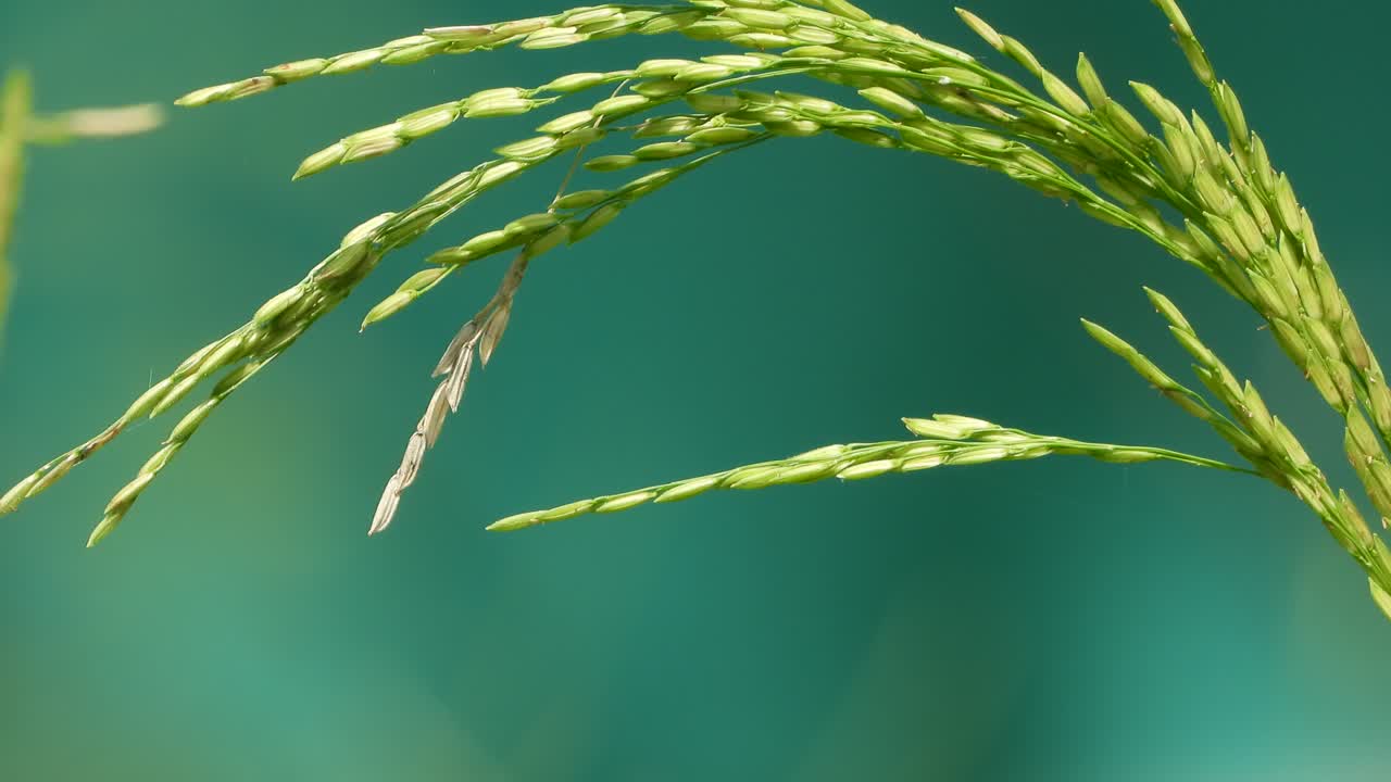 Beautiful rice seeds in wind ,