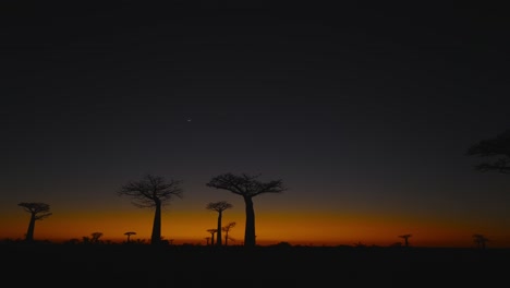 aerial view of baobab trees silhouetted against the deepening twilight sky at avenue of the baobabs in madagascar. peaceful, exotic and atmospheric landscape at dusk.