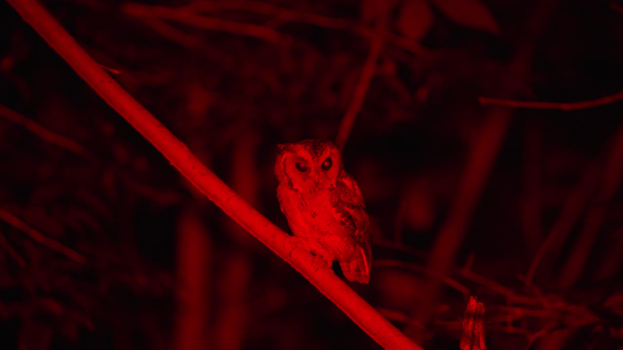 Scops Owl Pupillary Response While Hunting Under Red Light