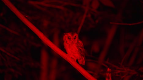 scops owl pupillary response while hunting under red light