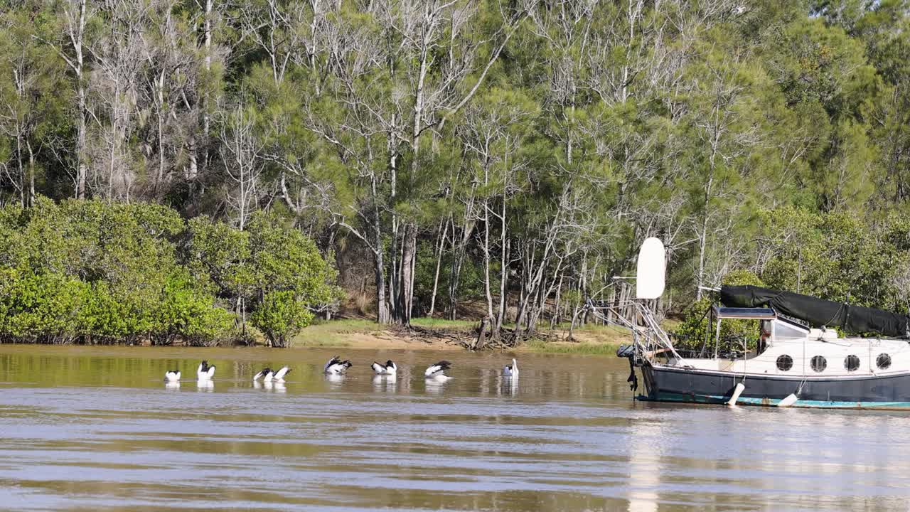 A serene river setting with pelicans near a boat, surrounded by lush greenery under natural lighting