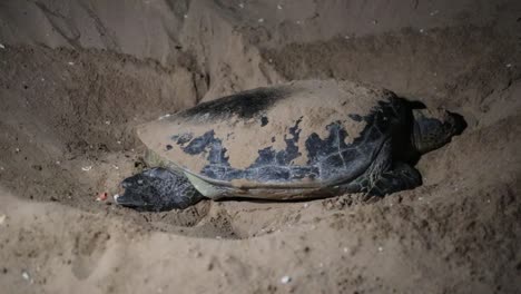 Turtles giving birth and a conservationalist measuring them at night during nesting season.