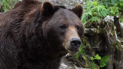 Primer-Plano-De-Un-Gran-Oso-Pardo-En-Alaska