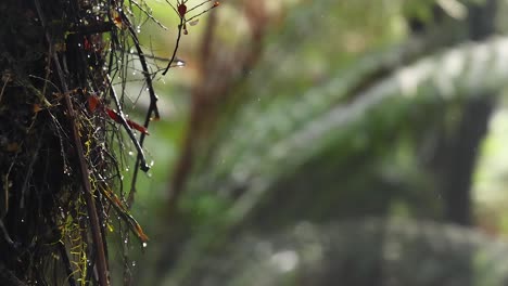 close-up of leaves dripping water in rainforest