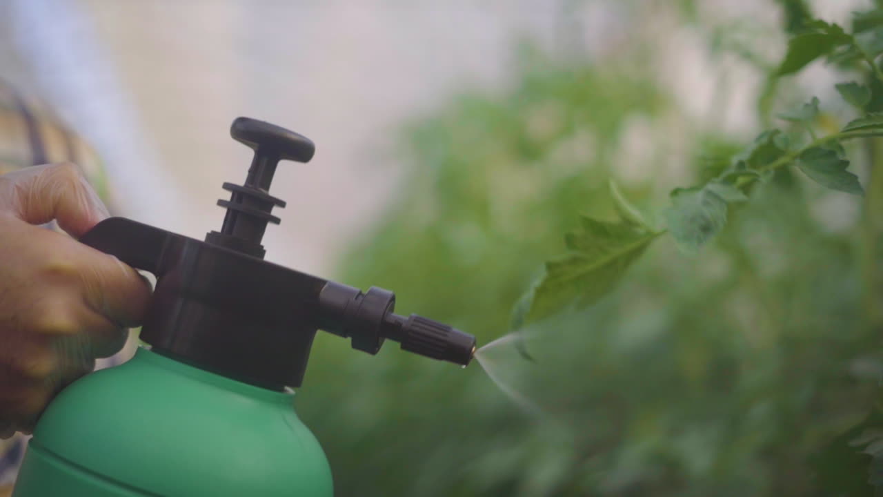 Spraying Tomato Plants in Greenhouse