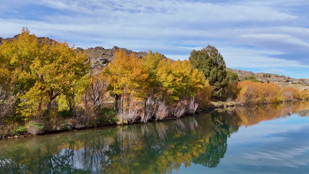 Drone captures vibrant autumn foliage reflecting on Lake Dunstan's calm waters in Cromwell, New Zealand. Clear skies and serene landscape