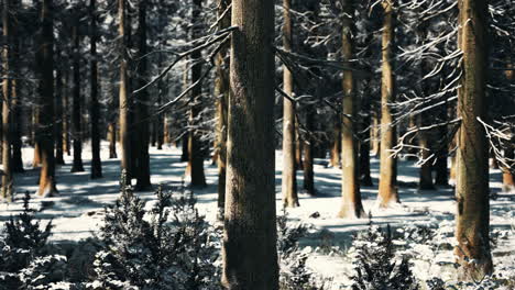 sunset or sunrise in the winter pine forest covered with a snow