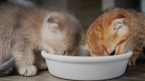 Two-cute-kittens-eat-from-a-common-bowl