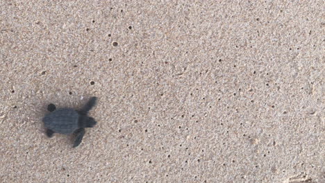 tortuga marina bebé vista desde arriba blanca cruza el marco con un fondo de arena - noreste de brasil