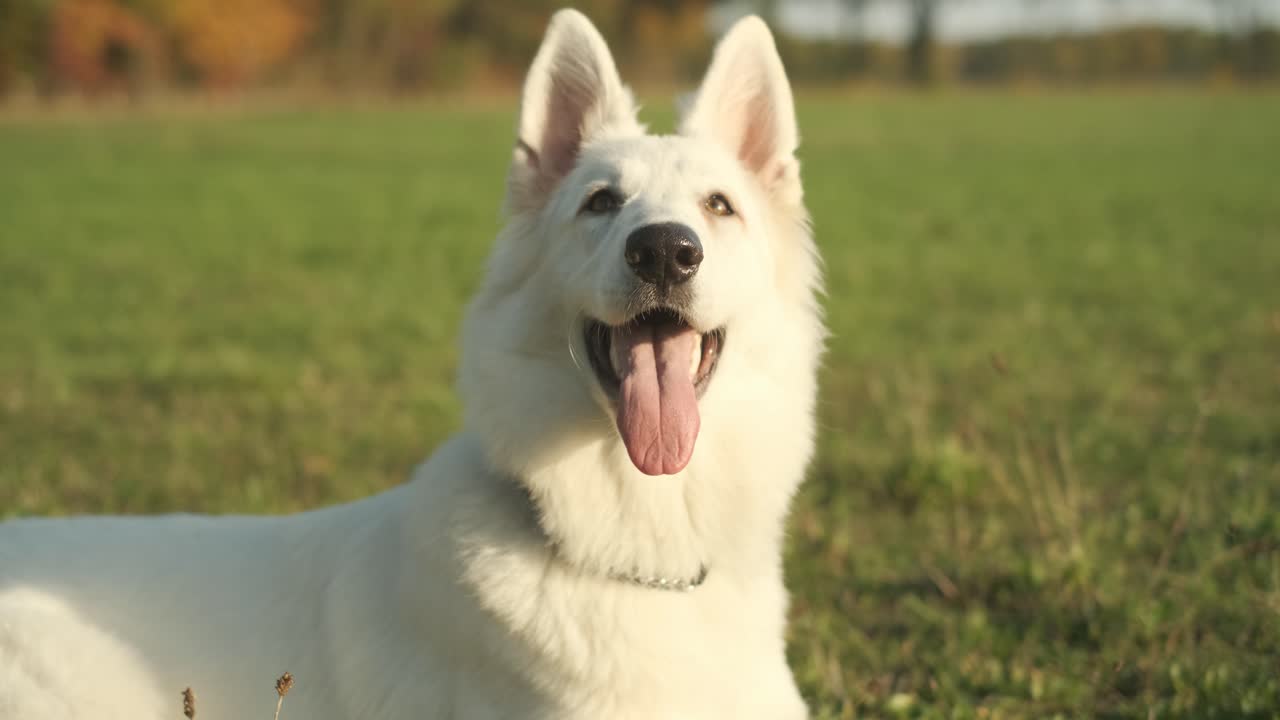 tiro en cámara lenta 4k en órbita de un pastor blanco mirando a su alrededor en un césped