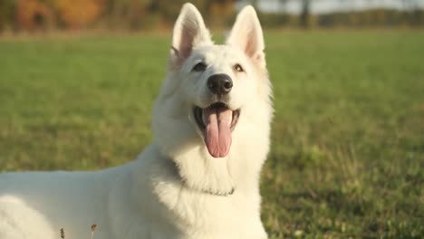 orbiting slowmotion 4k shot of a white sheppard looking around on a lawn