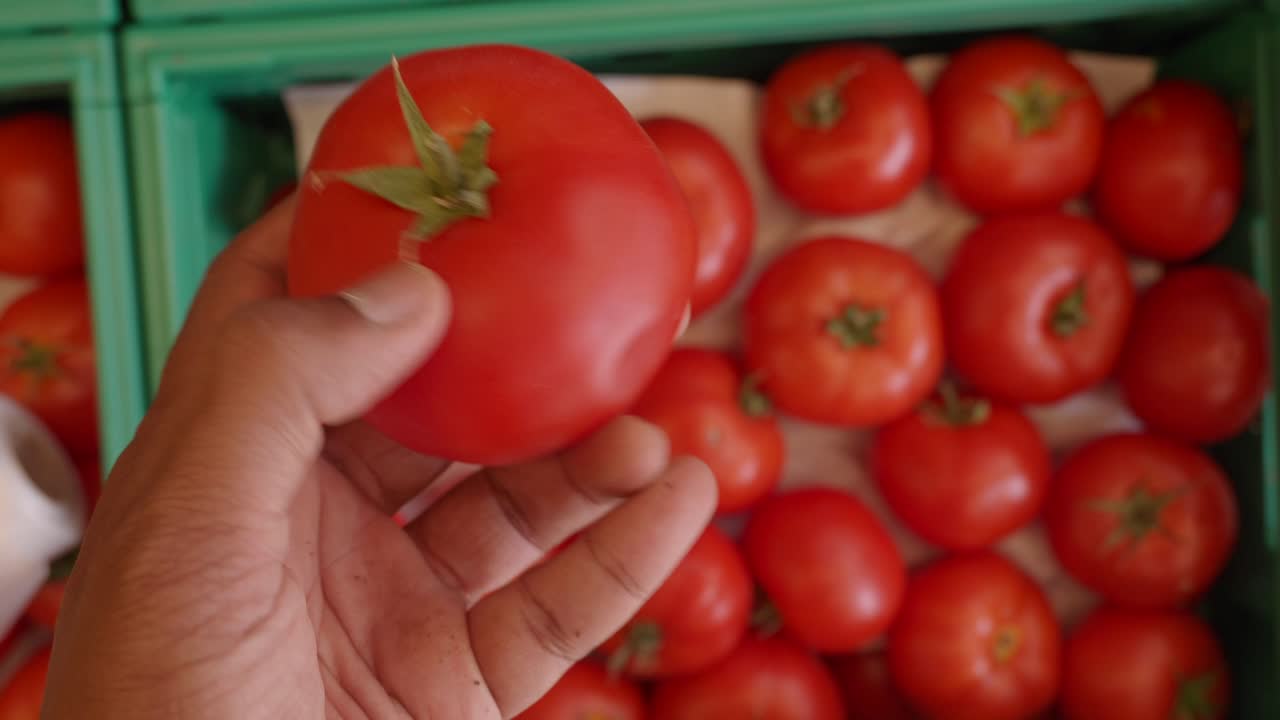 Hand holding a fresh tomato, surrounded by other tomatoes