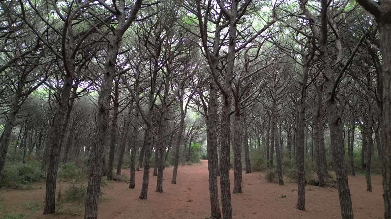 bosques de pinos junto al mar, toscana, italia