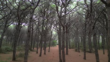 Forest-Pinewoods-by-the-sea,-Tuscany-Italy