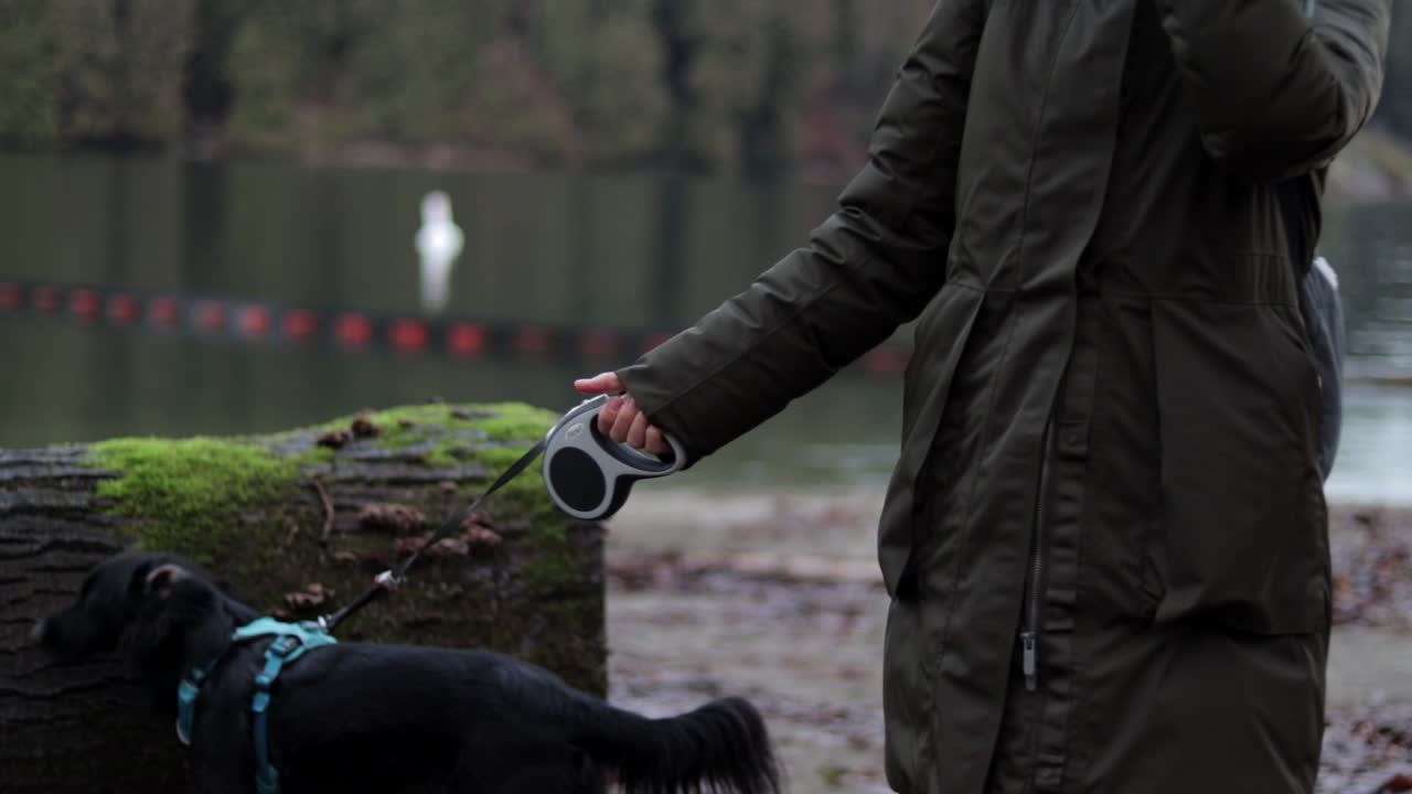 Various slow motion and regular speed shots of a small, black, mixed-breed dog wearing a light blue harness and playing on a sandy beach on a nice winter day in Vancouver, British Columbia, Canada