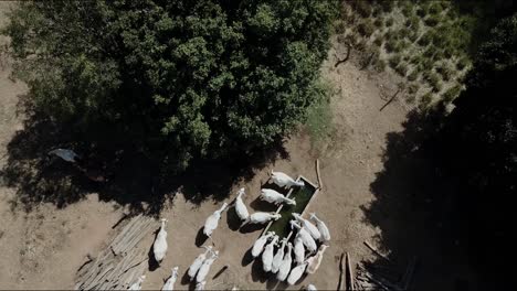 Cabras-Lecheras-Saanen-Blancas-Bebiendo-De-Un-Abrevadero-De-Agua---Vista-Aérea-Dinámica-Hacia-Abajo