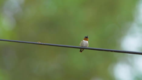 ruby-throated hummingbird sitting on a wire extends its neck and then poops