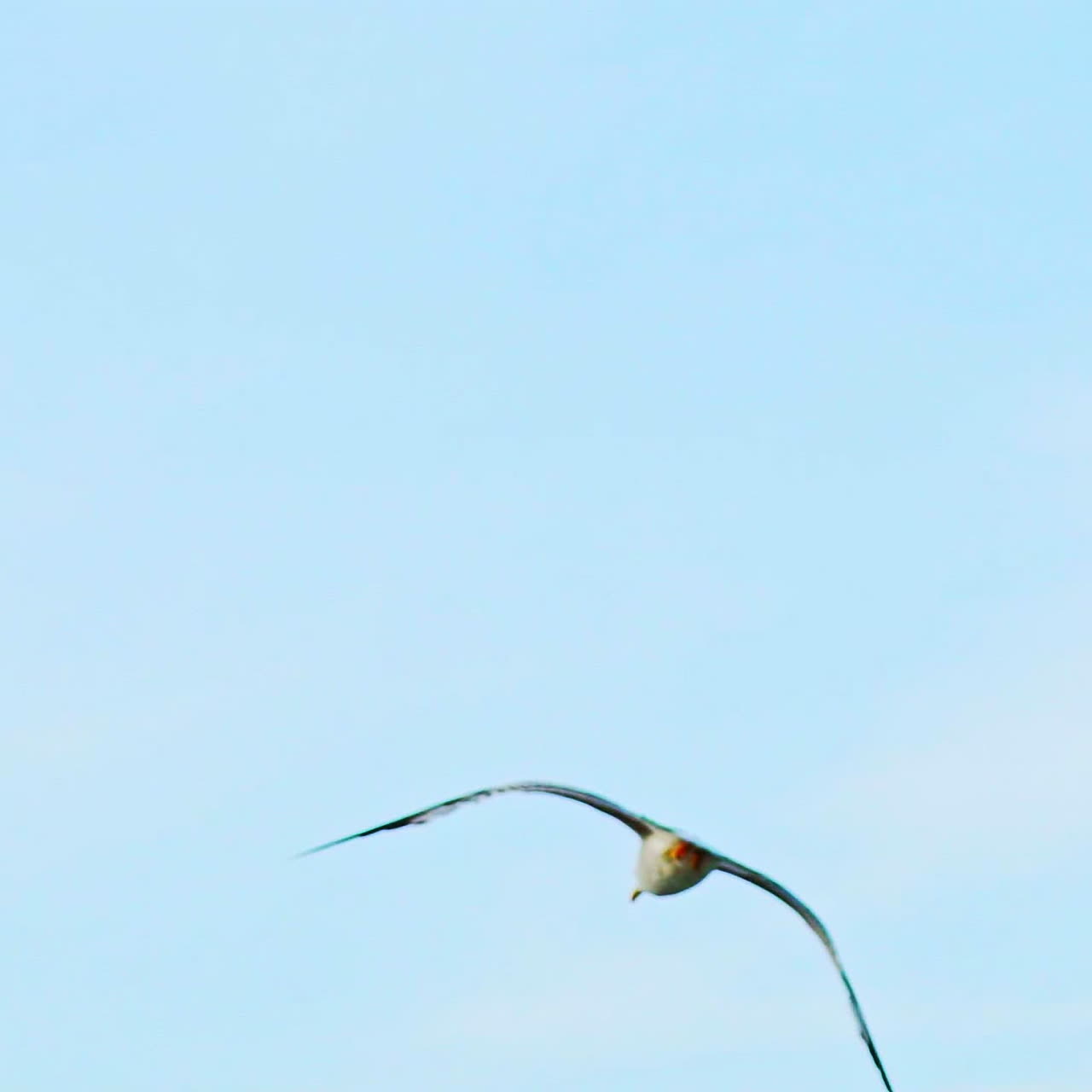 A seagull flies. Gull in the sky. Slow Motion