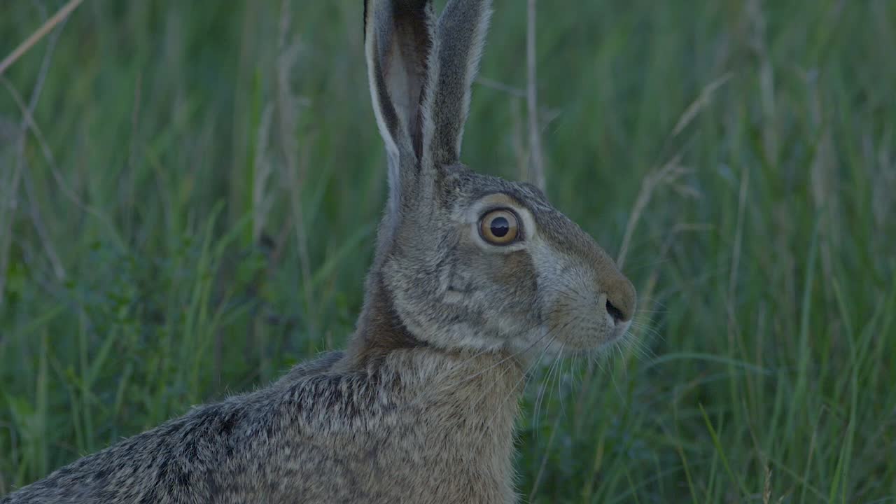 Wild hare running and eating on the road slow motion with big eyes