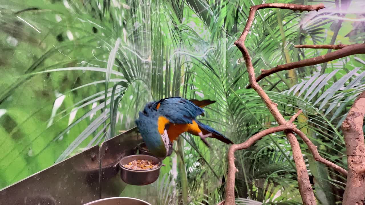 유리 사육장에 있는 재미있고 아름다운 파란색과 노란색의 ara ararauna macaw 앵무새
