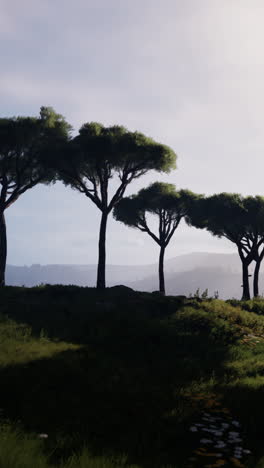 una vista panorámica de un campo con pinos y colinas en el fondo