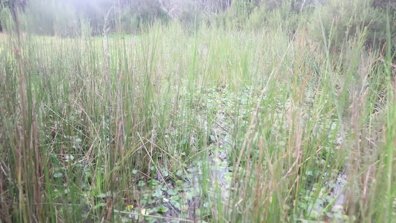 A point of view shot of a man in bare feet walking through swampy water while dragging a kayak.