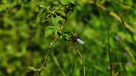 libellula depressa or broad-bodied chaser male perched on branch and flying away