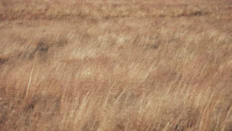 an endless field of golden grass swaying in the wind