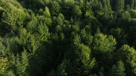 lush green forested hills stretch under the bright sunlight with dense trees and natural beauty