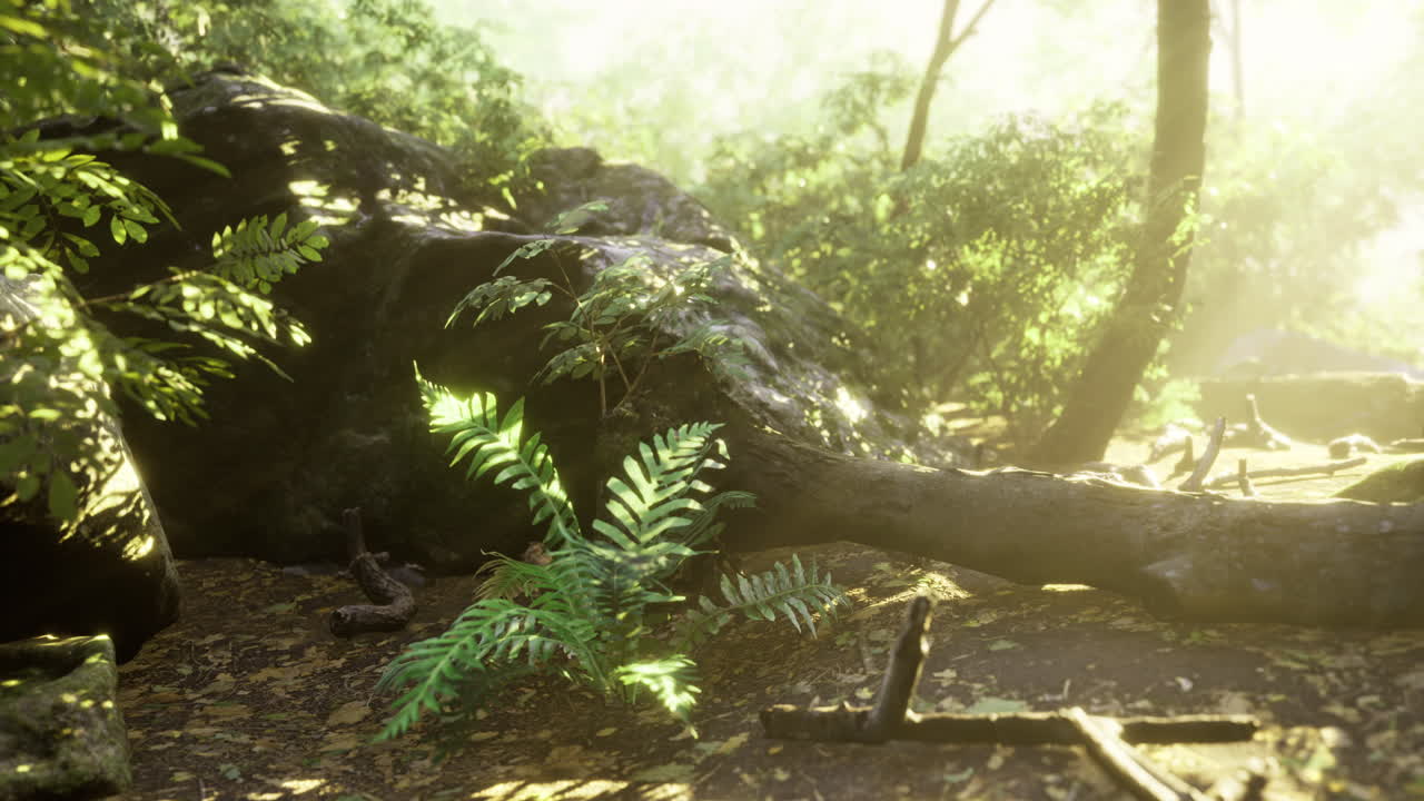Lush Forest Scene with Ferns and Sunlight