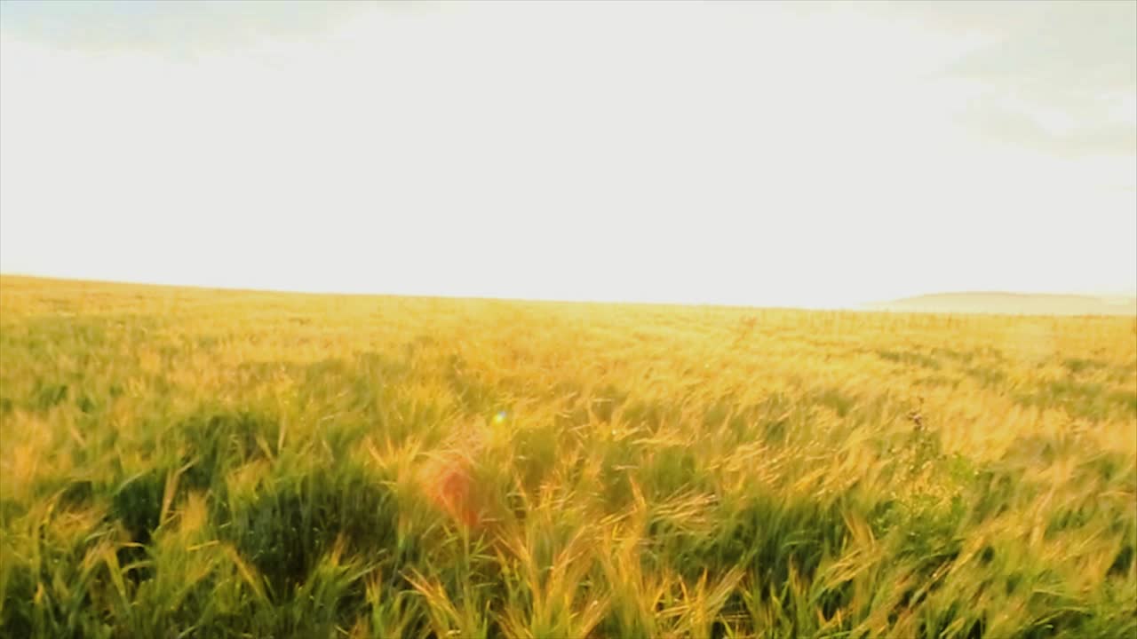 campo de trigo dorado al amanecer o al atardecer