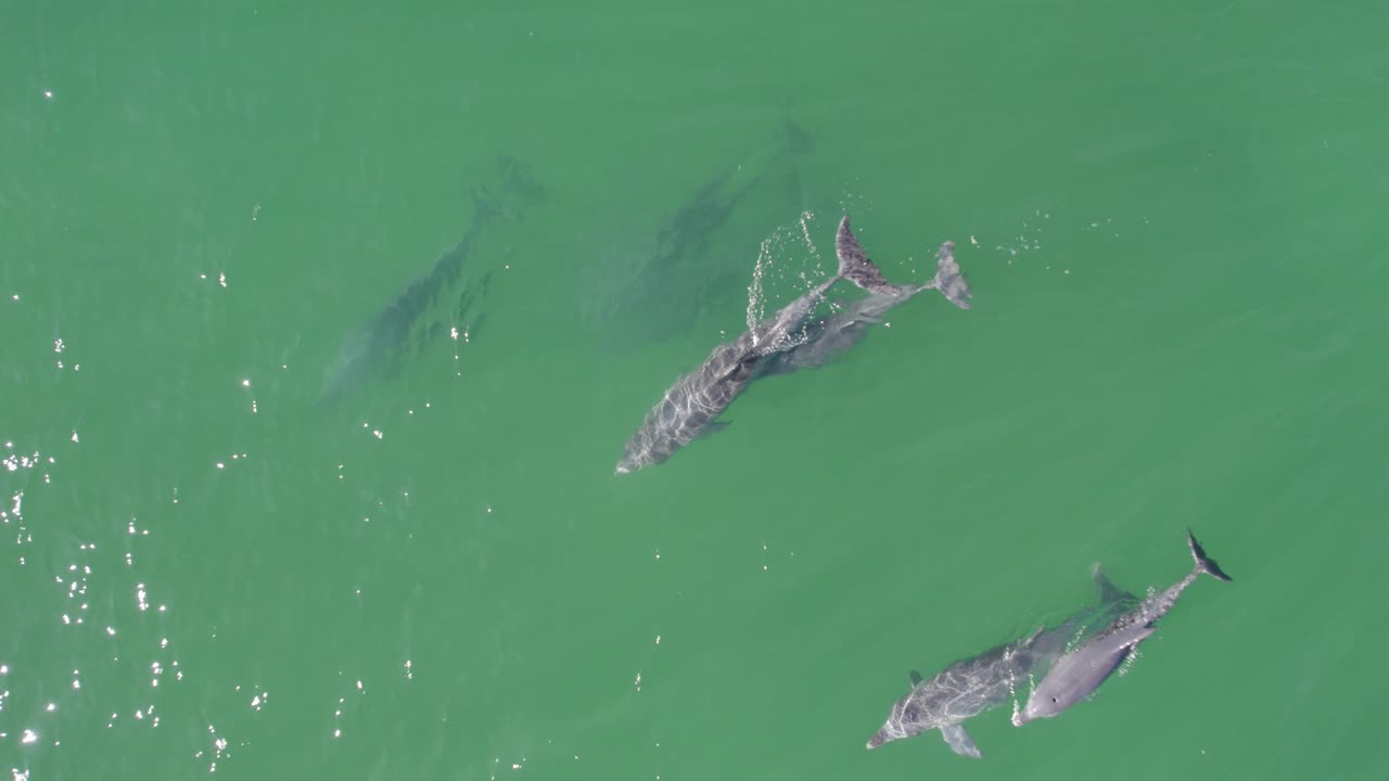 에메랄드 그린 물과 함께 바다에서 수영하는 병코 돌고래 그룹