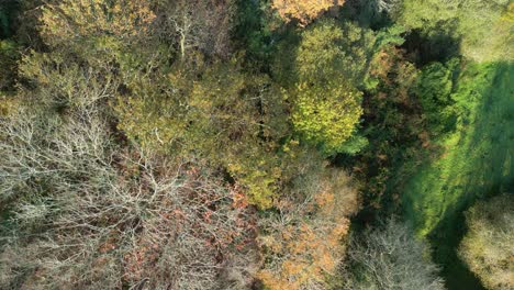 Leafless-Trees-During-Late-Autumn-Season-In-Zas,-La-Coruna,-Spain